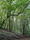 36.009 m² bosgrond nabij Vidbol River in Tsar Shismanovo, Vidin - Bulgarije