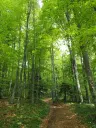 6.202 m² bosgrond in Kula, Vidin, Bulgarije