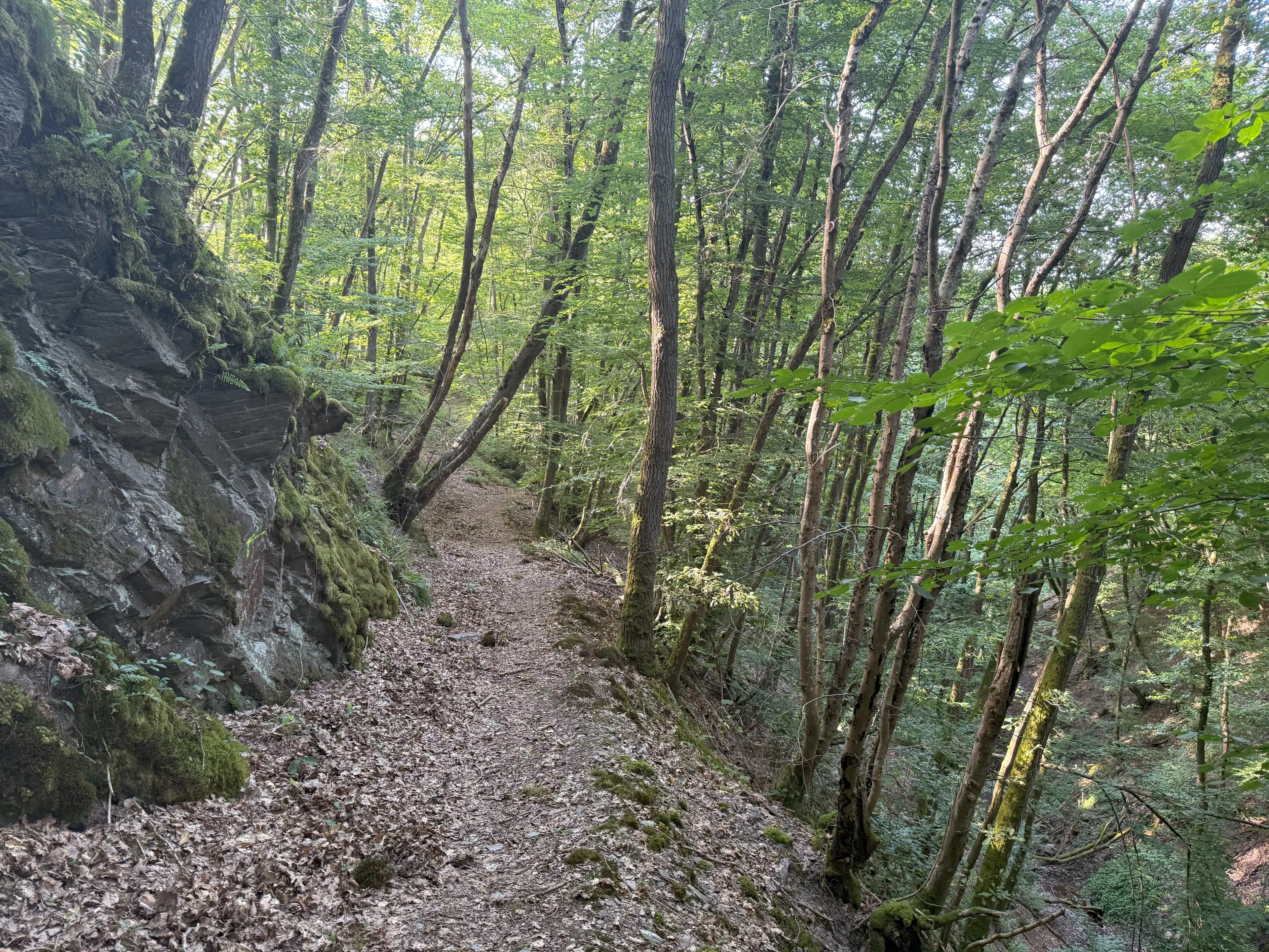 Bosgrond 370 m² in Cochem - Duitsland