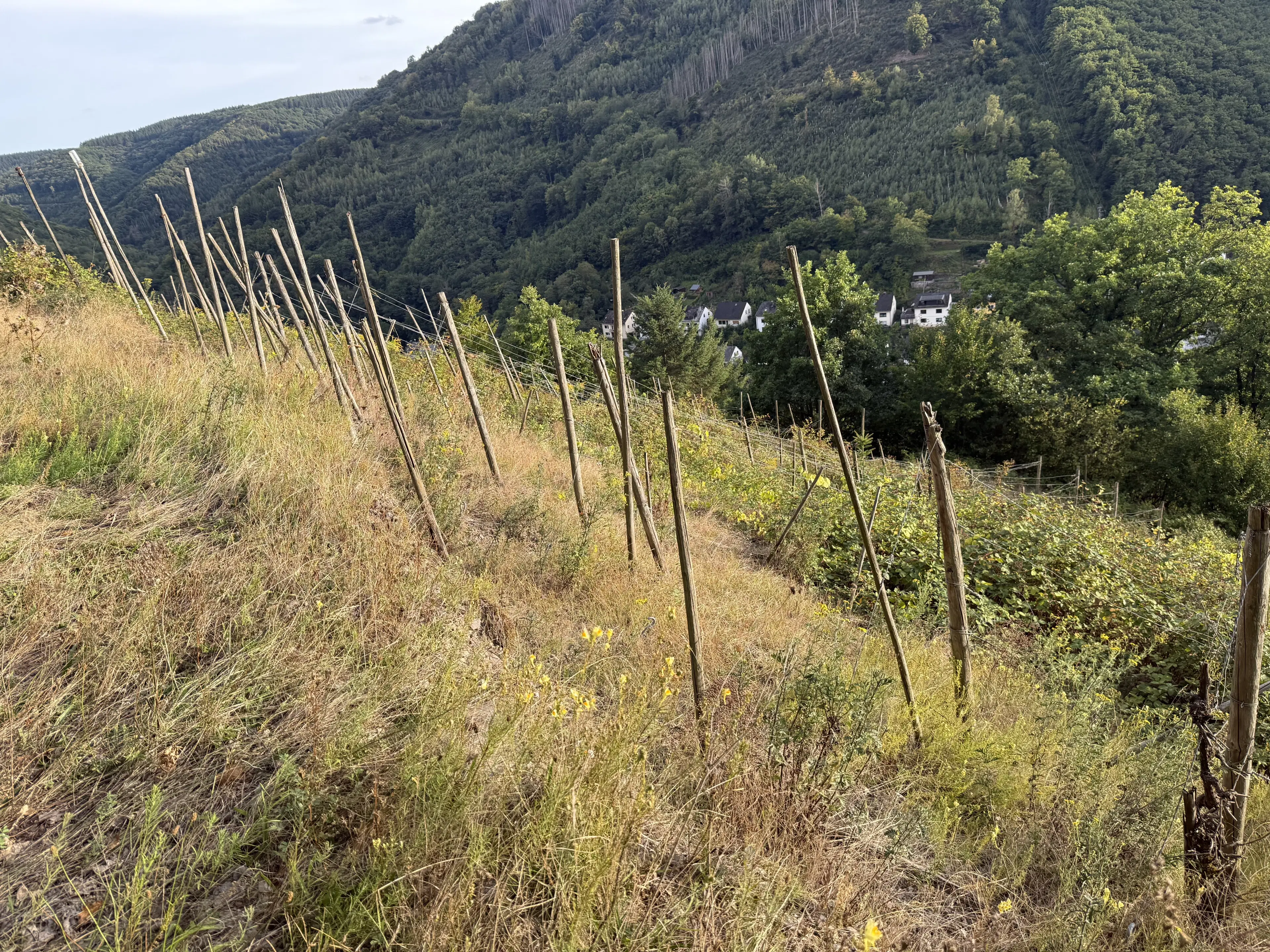 Voormalige wijngaarden 840 m², mogelijkheid tot herontwikkeling in Zell - Duitsland