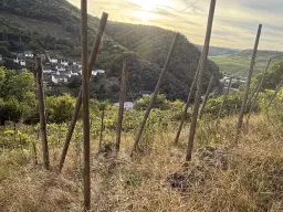 Voormalige wijngaarden 840 m², mogelijkheid tot herontwikkeling in Zell - Duitsland