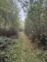 1,5 hectare bosgrond in Waldheim - Duitsland