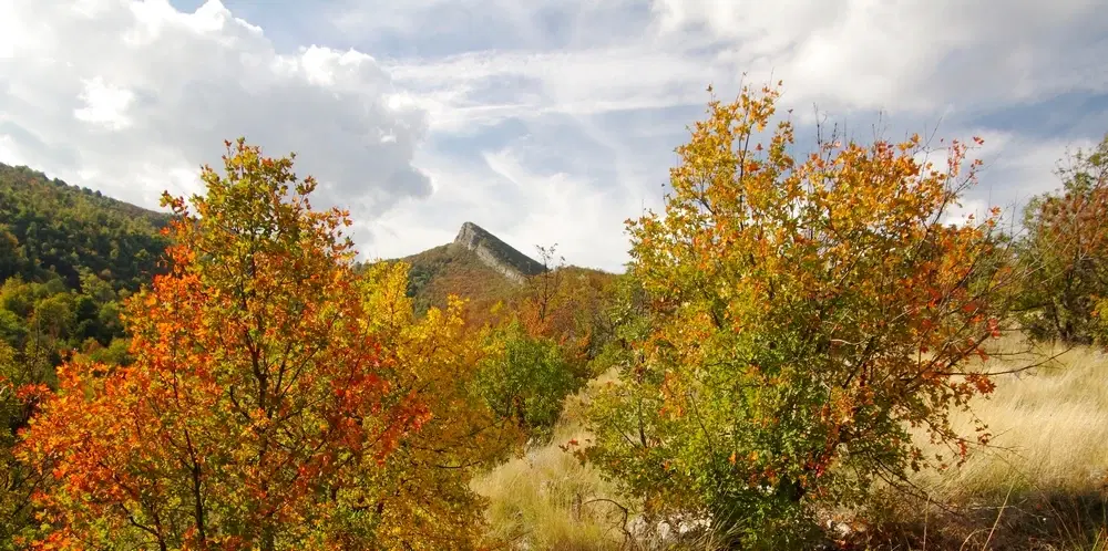 6.513 m² bosgrond in de regio Belogradchik - Bulgarije