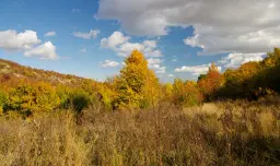 6.513 m² bosgrond in de regio Belogradchik - Bulgarije