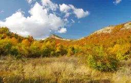 6.513 m² bosgrond in de regio Belogradchik - Bulgarije
