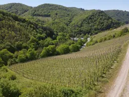 Wijngaard totaal 972 m² met Riesling in Zell, Cochem - Duitsland
