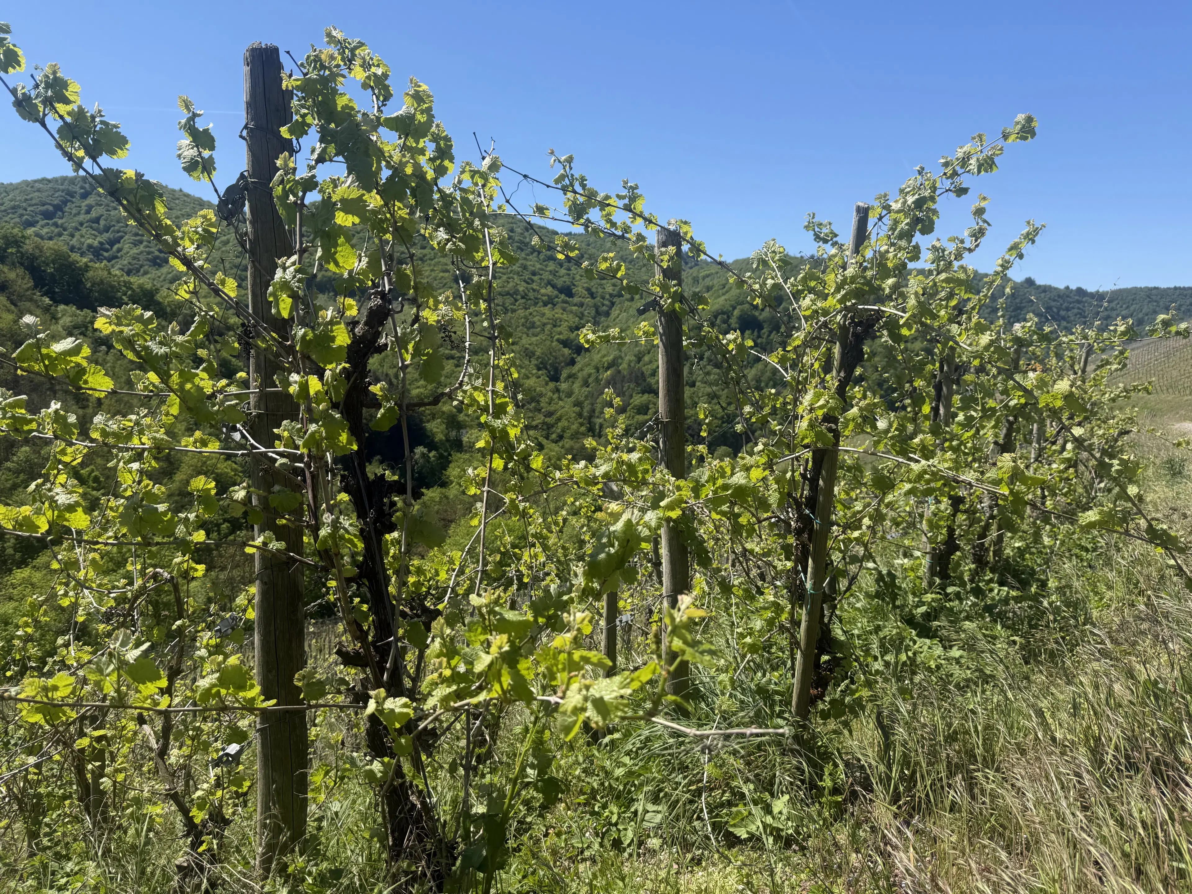 Wijngaard totaal 972 m² met Riesling in Zell, Cochem - Duitsland