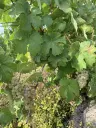 Wijngaard totaal 972 m² met Riesling in Zell, Cochem - Duitsland