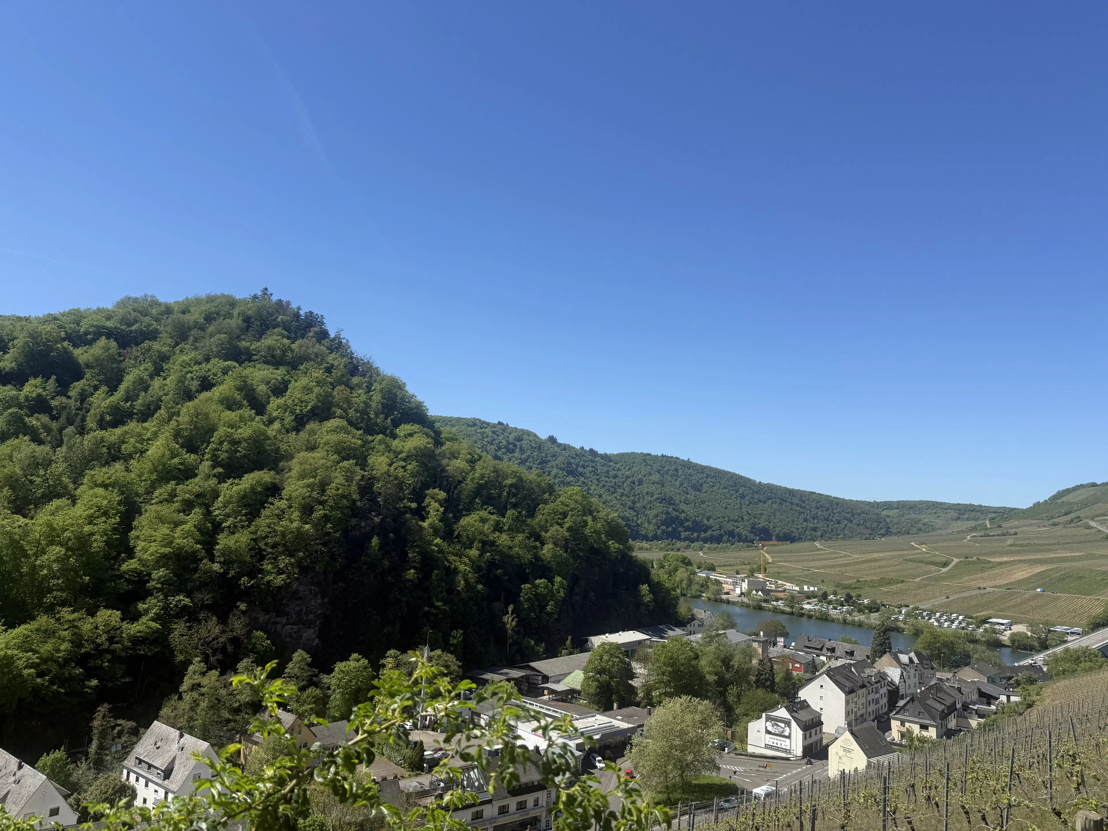 Wijngaard totaal 972 m² met Riesling in Zell, Cochem - Duitsland