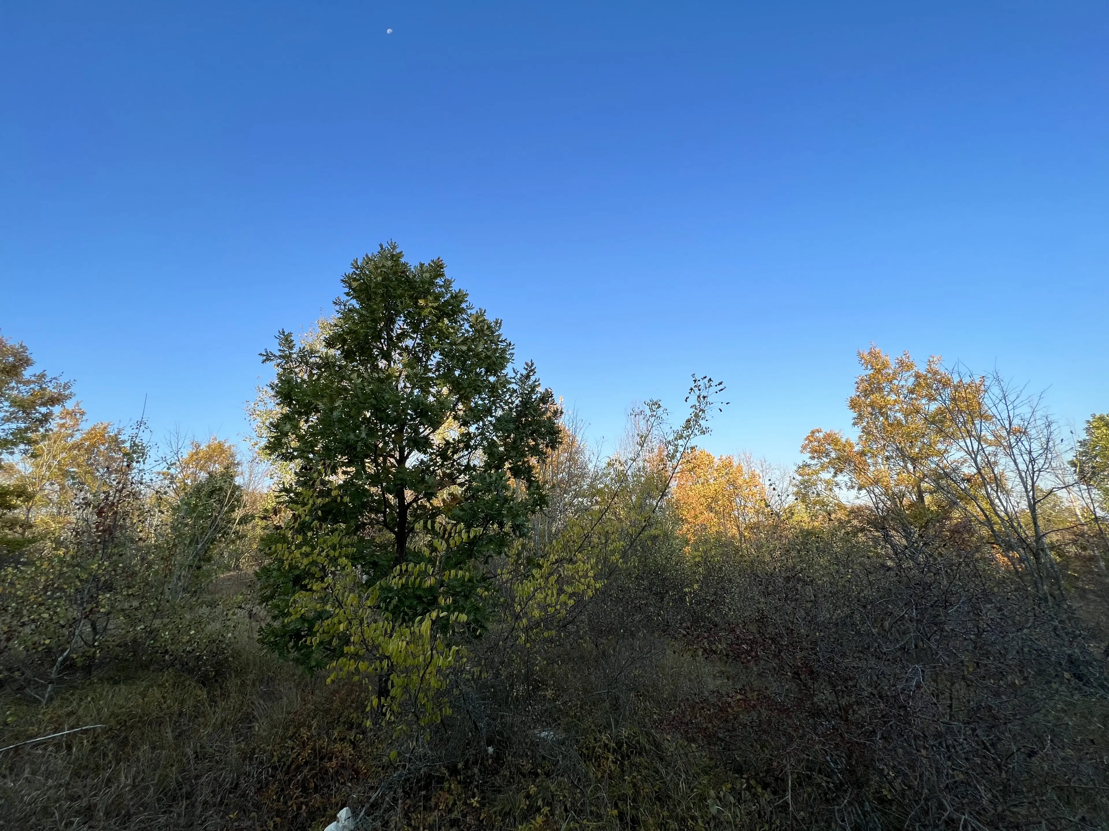 PARTNERVEILING - 19.400 sqm Forest, Burgas (Bulgarije)