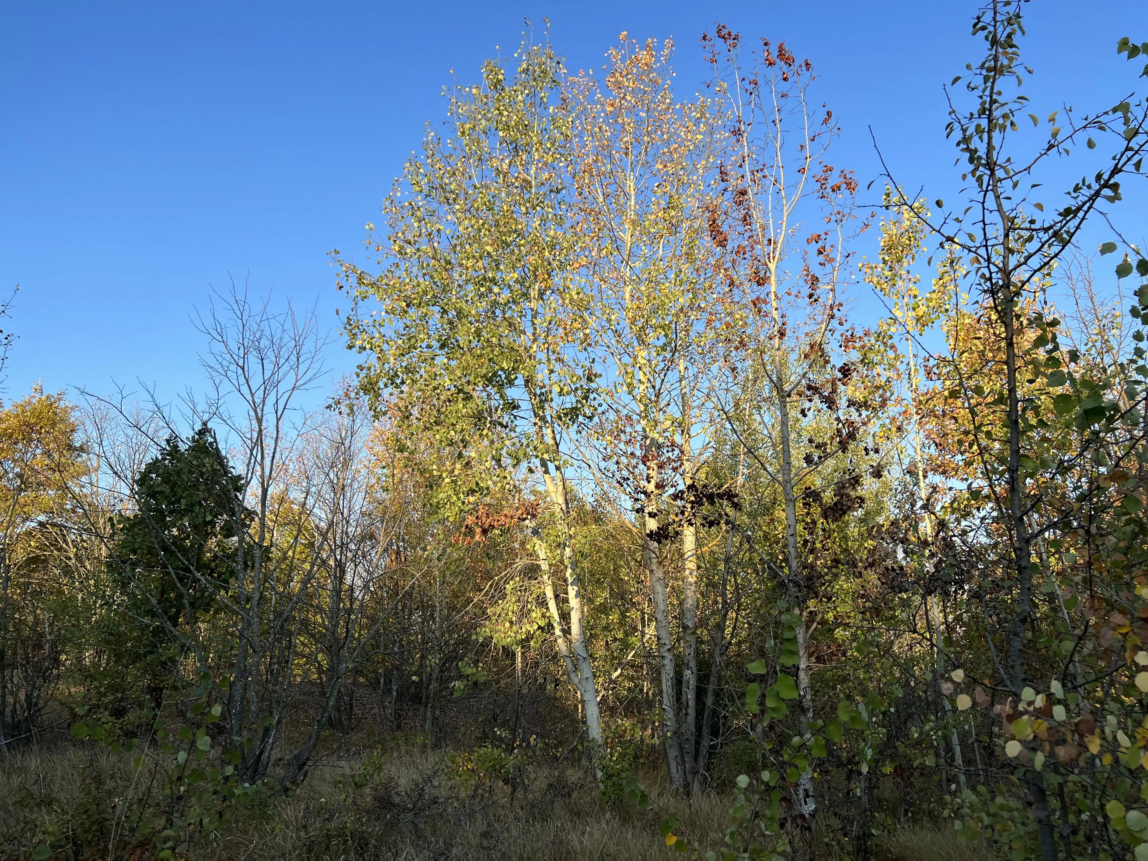PARTNERVEILING - 19.400 sqm Forest, Burgas (Bulgarije)