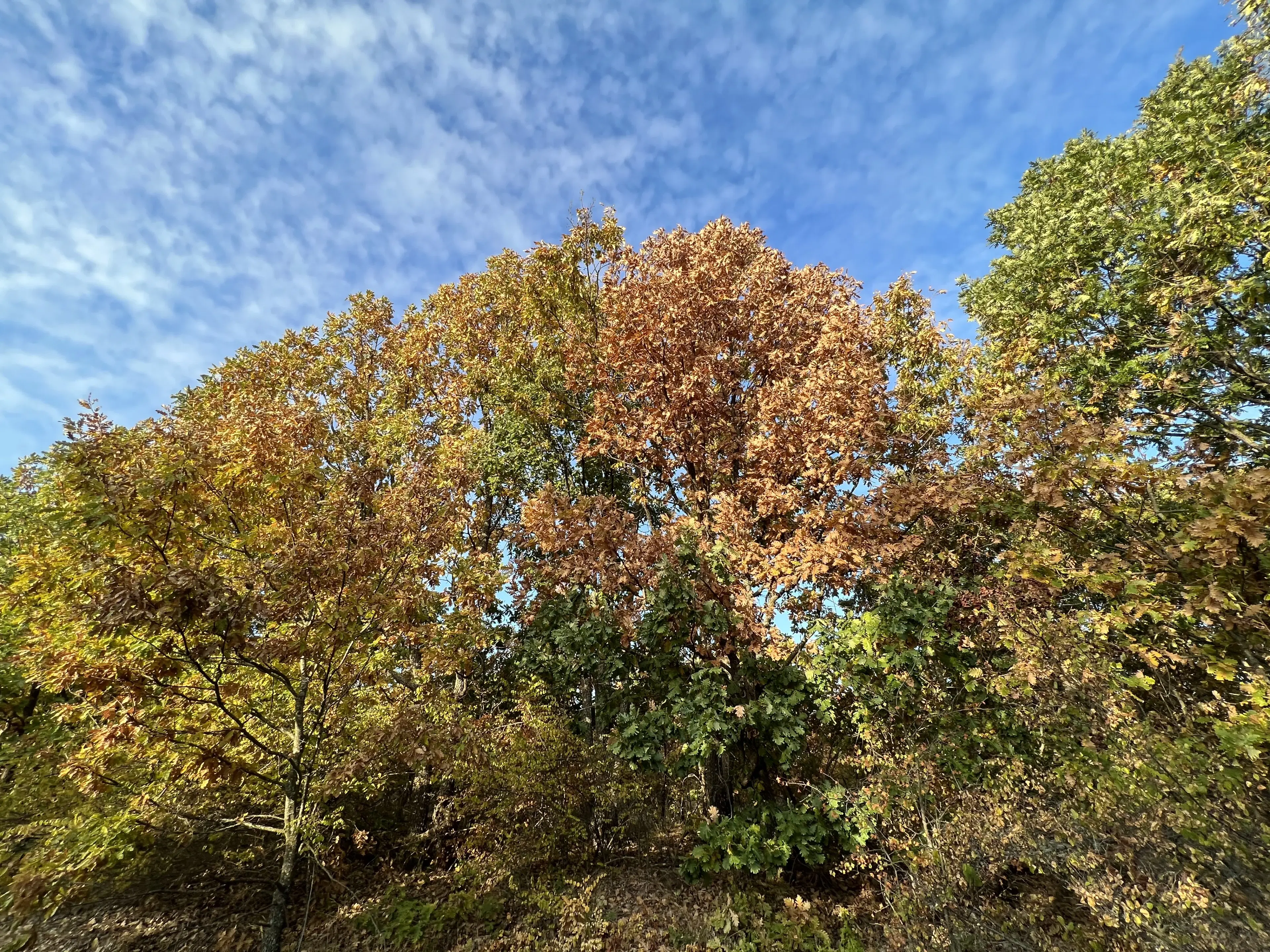 PARTNERVEILING - 19.400 sqm Forest, Burgas (Bulgarije)