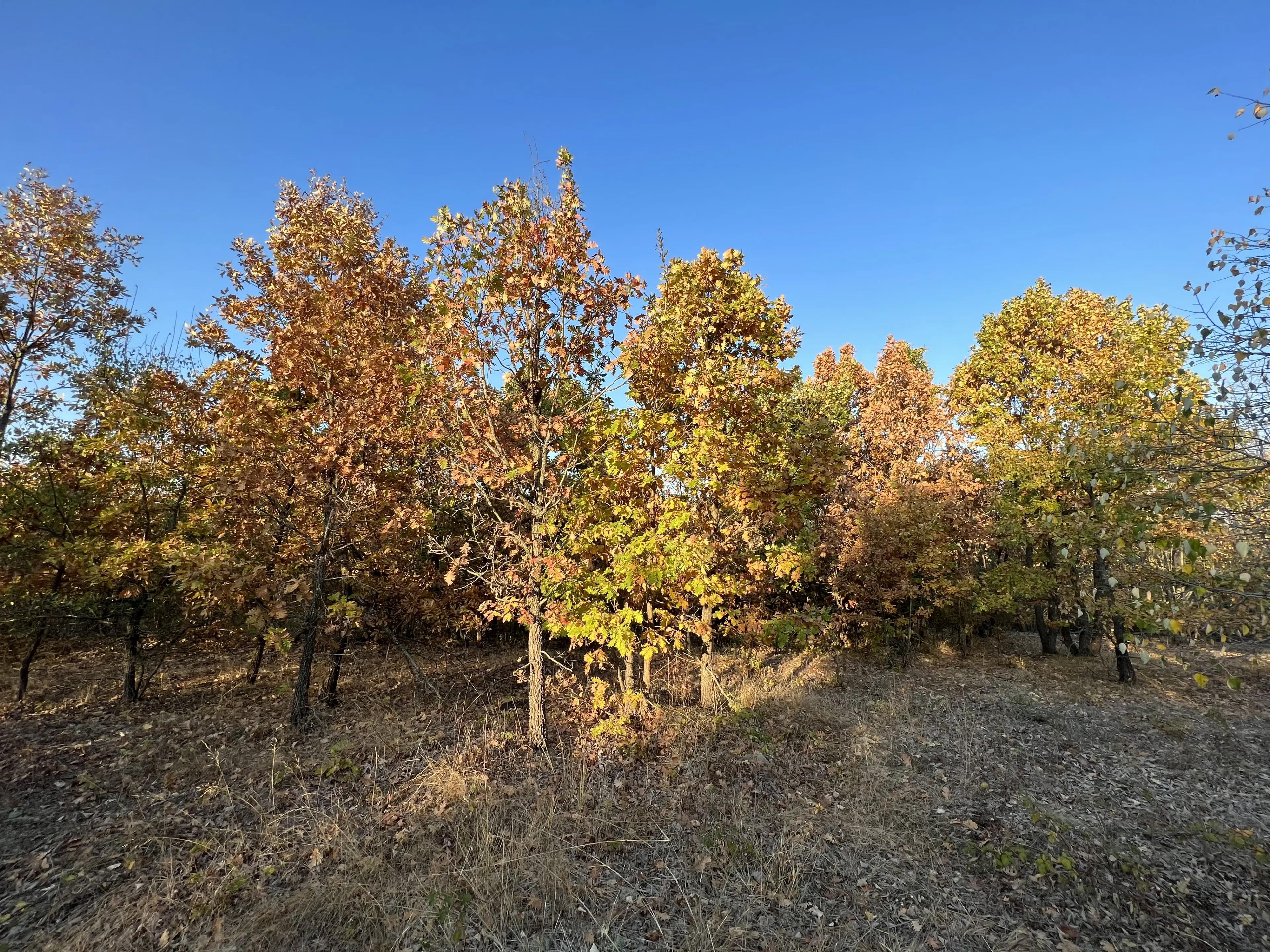 PARTNERVEILING - 19.400 sqm Forest, Burgas (Bulgarije)