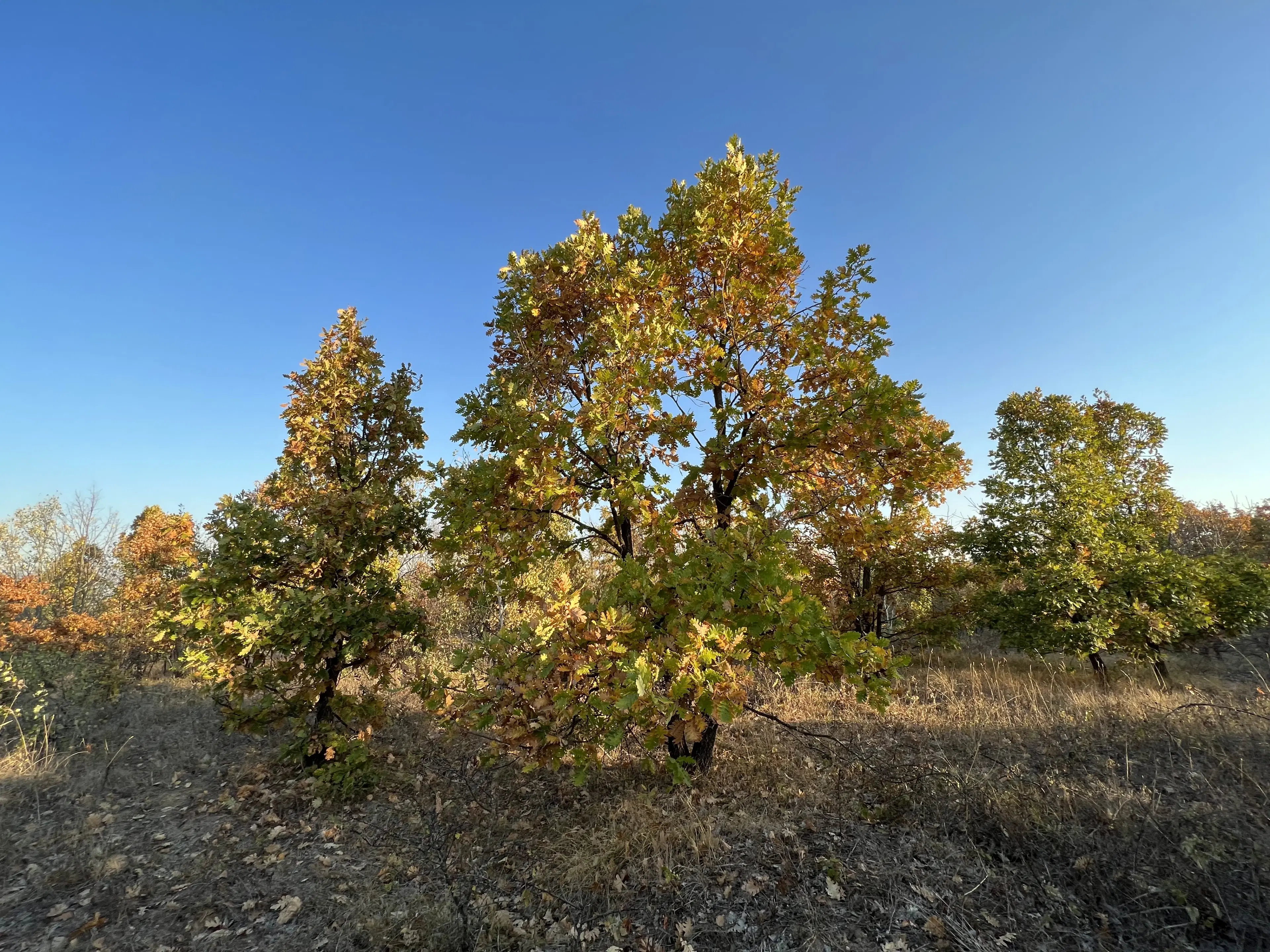 PARTNERVEILING - 19.400 sqm Forest, Burgas (Bulgarije)