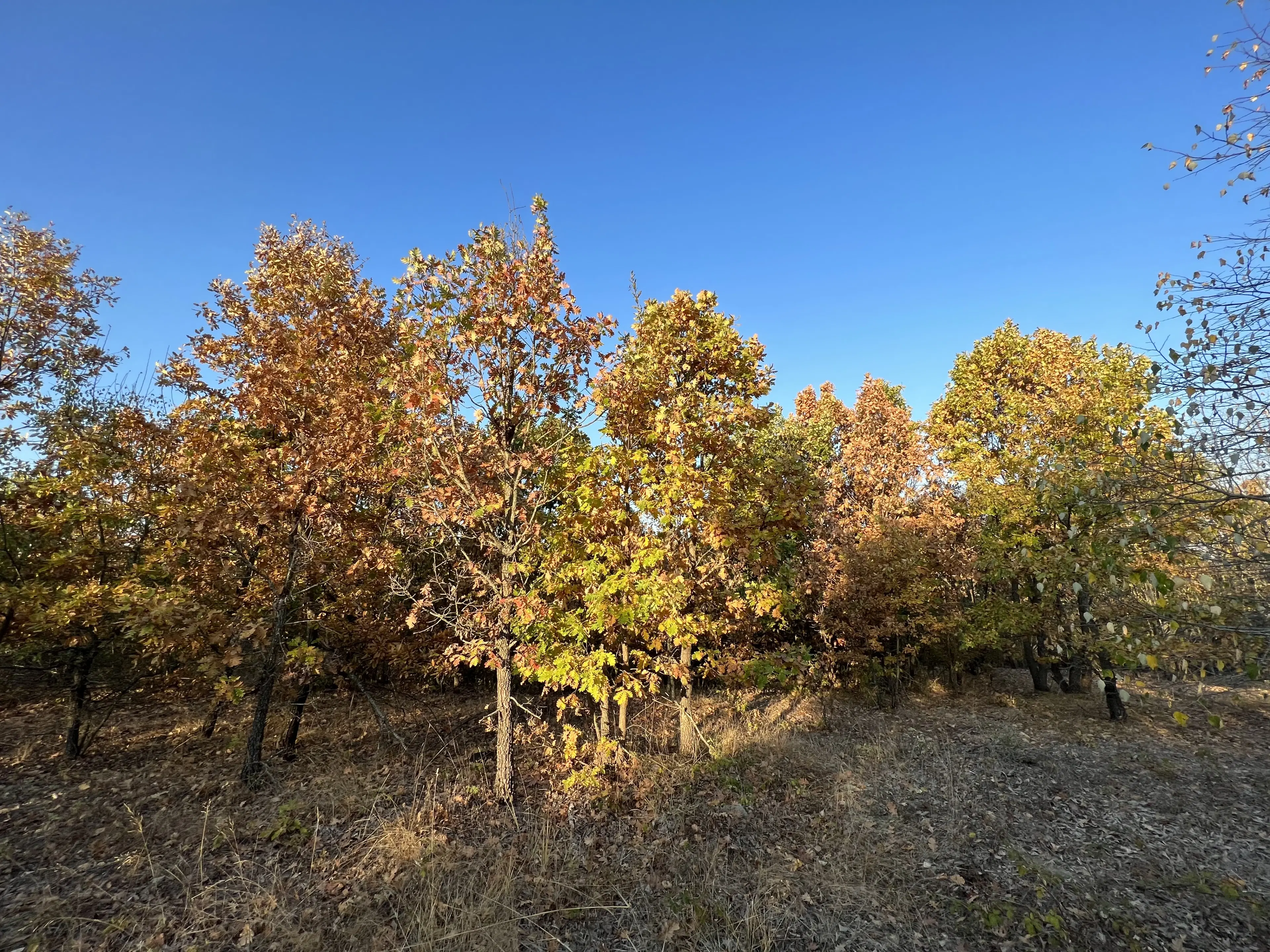 PARTNERVEILING - 19.400 sqm Forest, Burgas (Bulgarije)