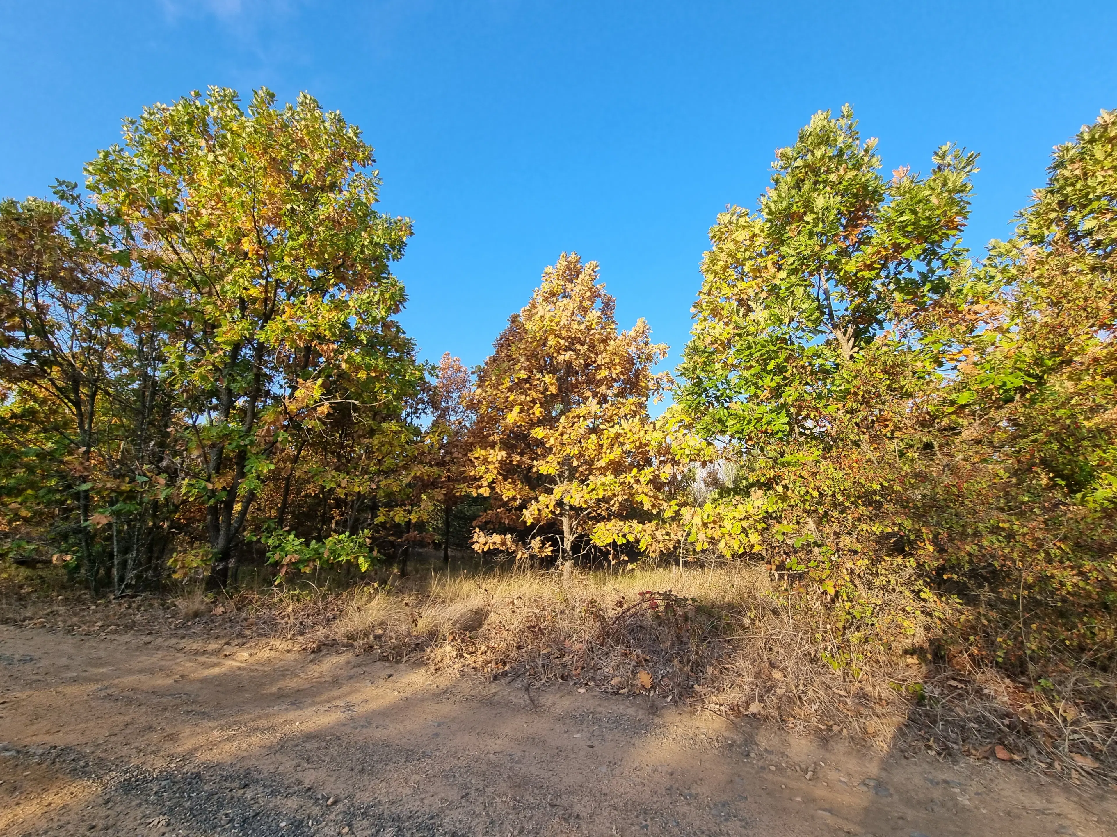 PARTNERVEILING - 19.400 sqm Forest, Burgas (Bulgarije)