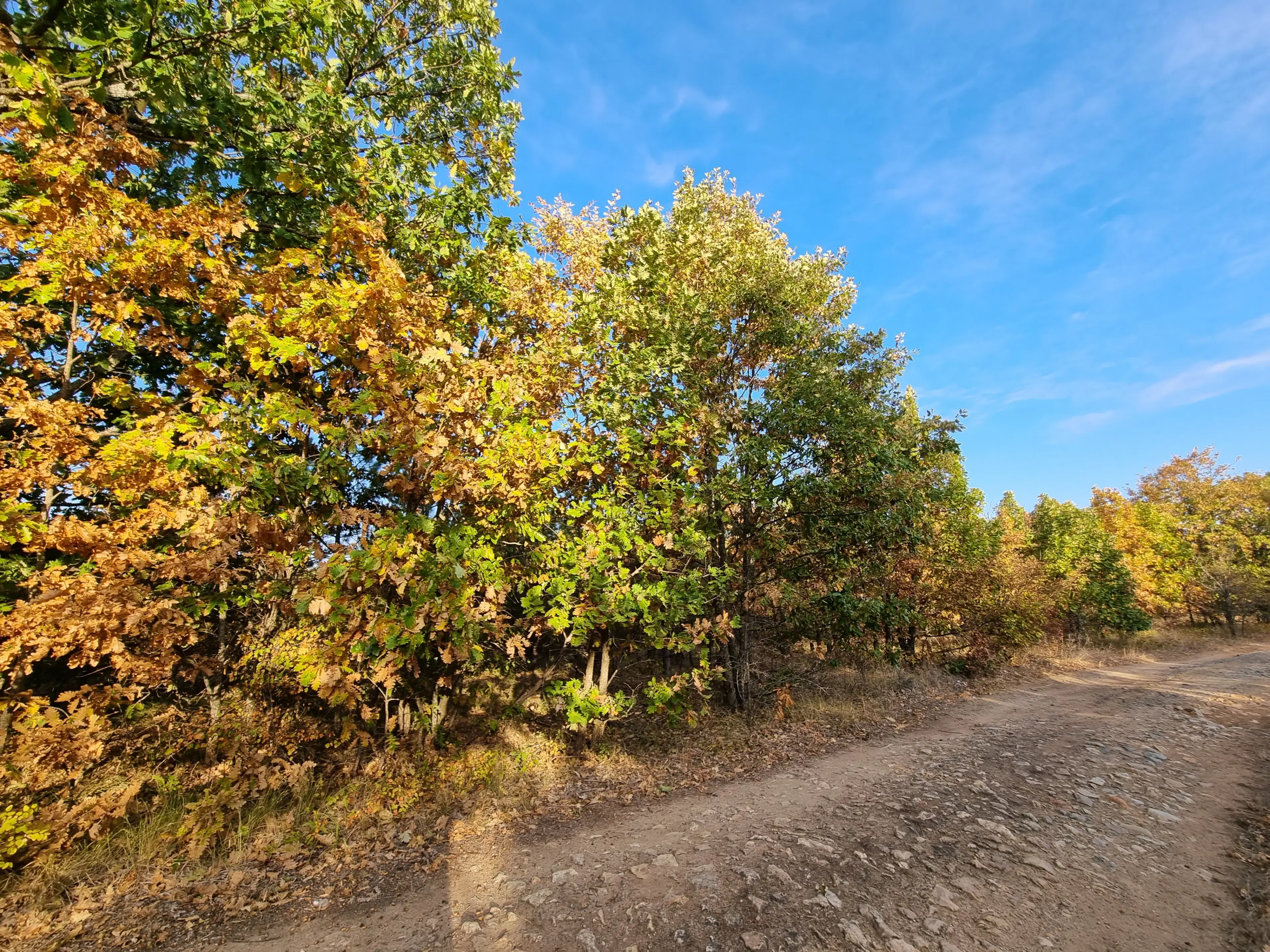 PARTNERVEILING - 19.400 sqm Forest, Burgas (Bulgarije)