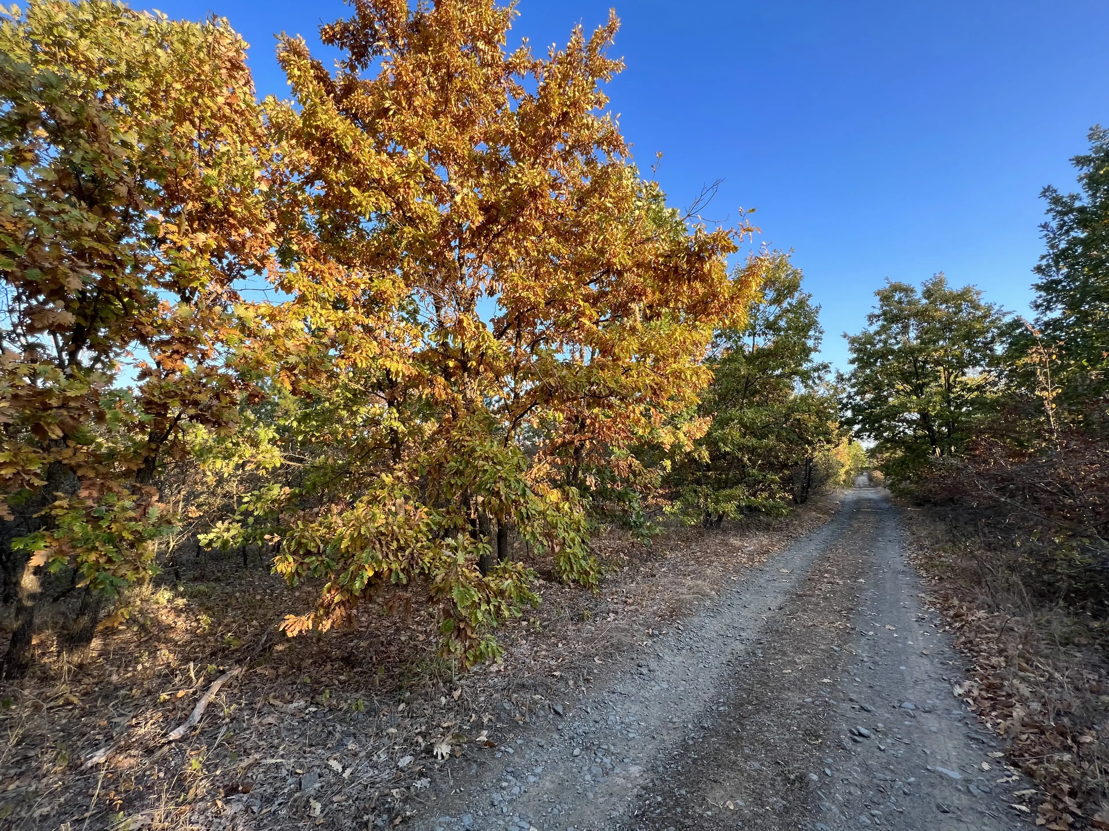 PARTNERVEILING - 19.400 sqm Forest, Burgas (Bulgarije)