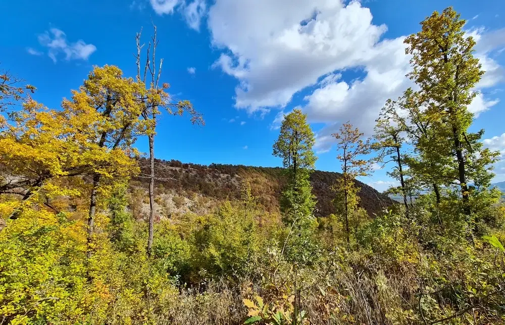 6.513 m² bosgrond in de regio Belogradchik - Bulgarije