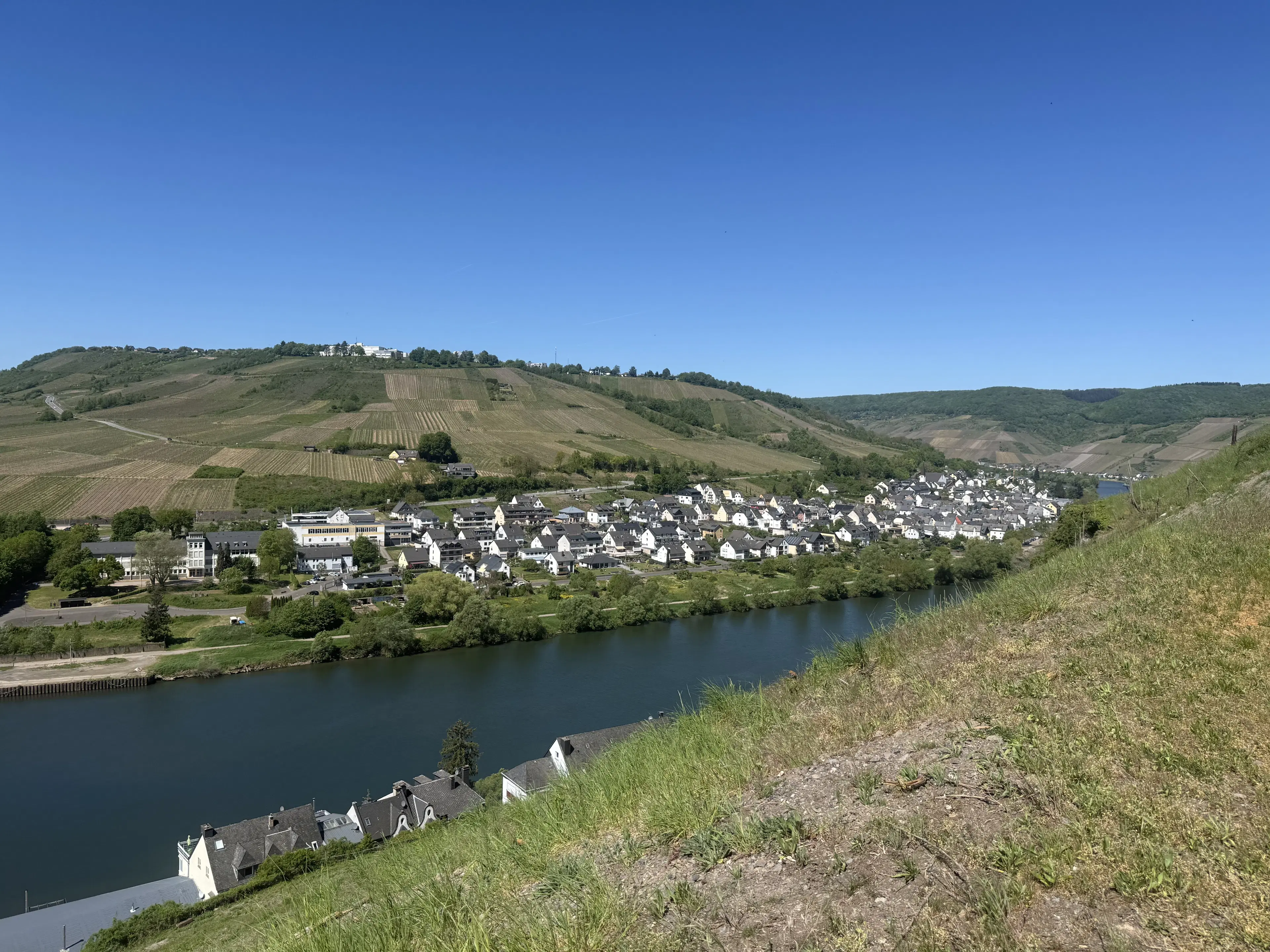 Wijngaard totaal 972 m² met Riesling in Zell, Cochem - Duitsland